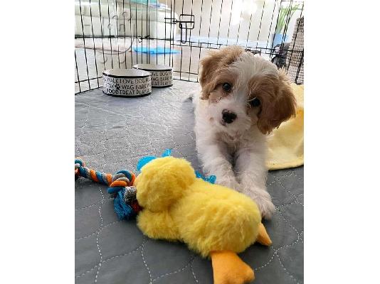 Πωλούνται πολύ όμορφα κουτάβια F1 Cavachon